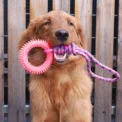 Supet Interactive Training Pet Toy Ring Spiked Ring Dog Teeth Cleaning Pet Supplies - Image 2