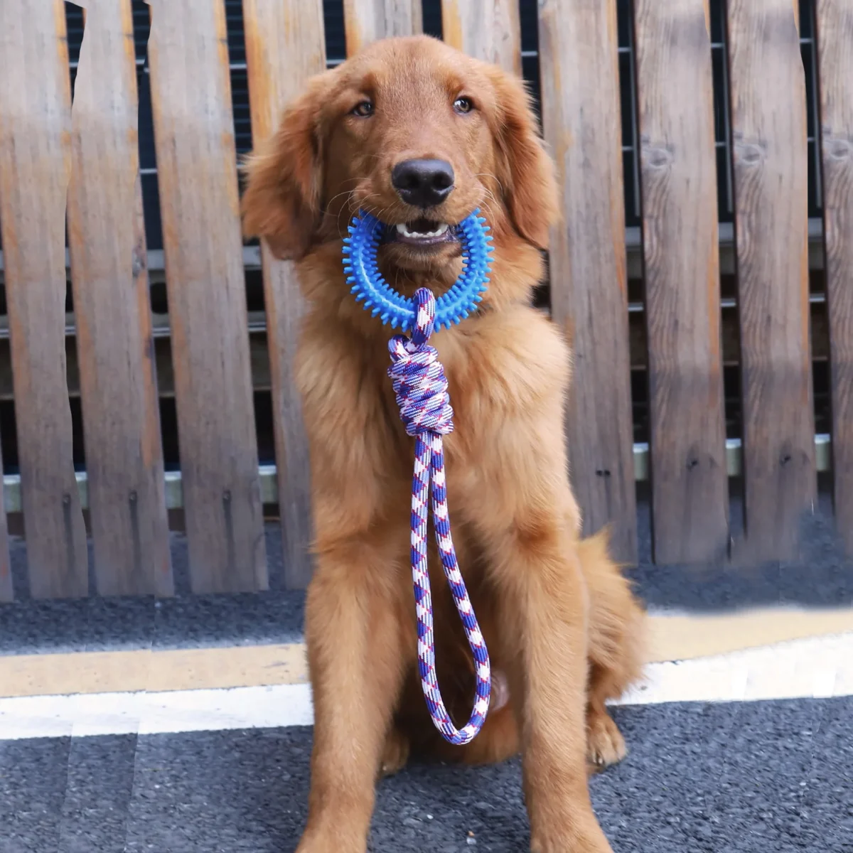 Supet Interactive Training Pet Toy Ring Spiked Ring Dog Teeth Cleaning Pet Supplies - Image 1