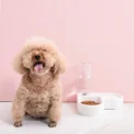 Corner Dog Bowl Pet Automatic Feeder Small Dog Cat Drinking Bowl For Dog Water Drinking Cat Feeding Large Capacity Dispenser - Image 4