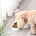 Corner Dog Bowl Pet Automatic Feeder Small Dog Cat Drinking Bowl For Dog Water Drinking Cat Feeding Large Capacity Dispenser - Image 2