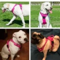 Reflective Adjustable Breathable Vest Chest Strap for Small Medium Large Dogs Pet Dog Harness Cat Puppy Collar Dog Accessoires - Image 4