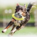 Pet Dog Cat Tumbler Treat ball Feeder Food Dispenser Puzzle Interactive Toys - Image 6