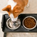 Voltsify 3-Level Adjustable Elevated Dog Feeder with 2 Stainless Steel Bowls & Non-Slip ABS Stand, Foldable & Detachable - Image 2
