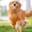 6Pcs Squeaky Balls Toys Dogs Interactive Toys TPR Dog Chew Toy for Dog Pet Teeth: 3 - 5 Days Free Delivery Only UK - Image 4