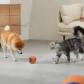 6Pcs Squeaky Balls Toys Dogs Interactive Toys TPR Dog Chew Toy for Dog Pet Teeth: 3 - 5 Days Free Delivery Only UK - Image 6