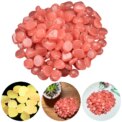 100Pcs Glow In The Dark Garden Pebbles Stones Rocks For Yard And Walkways Decor Fairy Garden DIY Decorative Luminous Stones: 3  - 5 Days Free Delivery Only UK - Image 6
