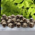 20Pcs Gothic Skull Sculptures Collectable Halloween Skeleton Statues Ornament Festival Theme Landscape Garden Potted Plant Décor: 3 - 5 Days Free Delivery Only UK - Image 5