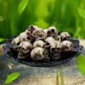 20Pcs Gothic Skull Sculptures Collectable Halloween Skeleton Statues Ornament Festival Theme Landscape Garden Potted Plant Décor: 3 - 5 Days Free Delivery Only UK
