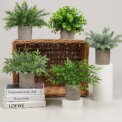 2 Pack Artificial Simulation pulp pot Nandina domestica in Pots Small House Plants for Home Office Desk Room Décor: 3 - 5 Days Free Delivery Only UK
